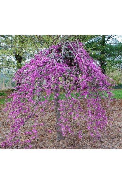 Церцис канадський Рубі Фолс з красивими фіолетовими квітами навесні.